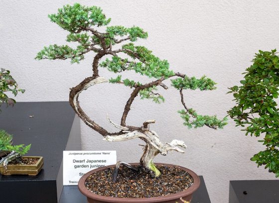 Three bonsai being displayed in different styles.