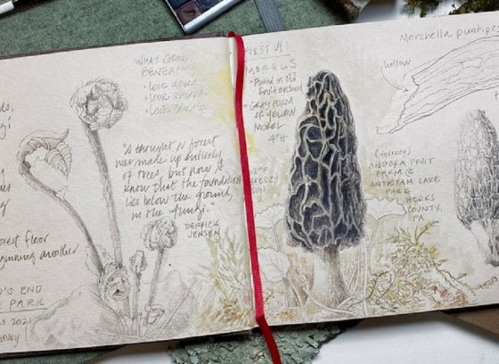 A sketchbook with drawings of different mushroom types. 