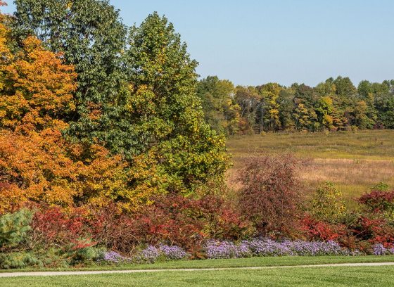 A fall image of a meadow garden with changing color leaves in yellows and reds. 