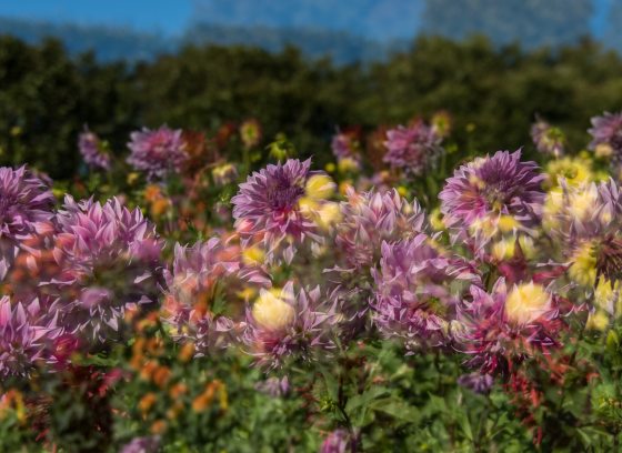 Purple dahlias overlay yellow dahlias in an outdoor garden in this composite image.