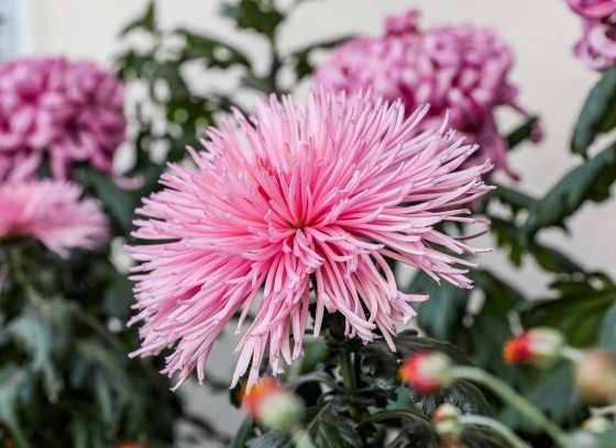 Closeup of a large pink chrysanthemum blossom at right, with blurred diagonal shot of a variety of mum classes and colors fading to the left.