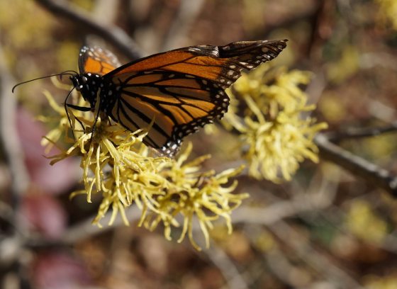 Closeup of orange and black Monarch butterfly perched on yellow thread-like flowers of common witch-hazel.