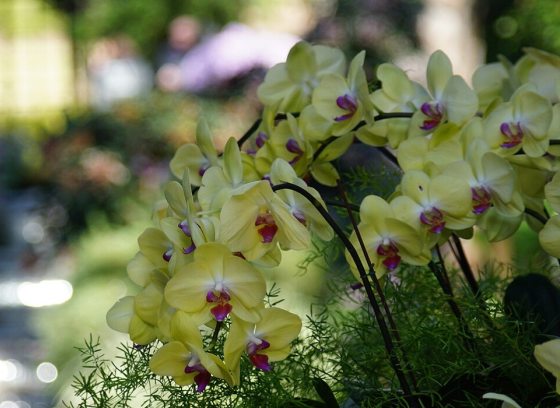 Dozens of Phalaenopsis orchids in front of a blurred backdrop.