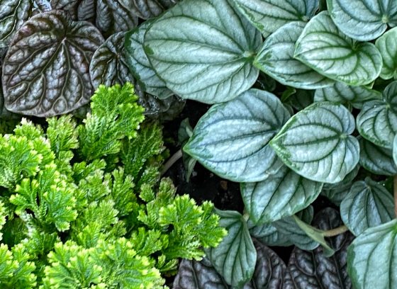 Assortment of houseplants, including ferns and peperomia