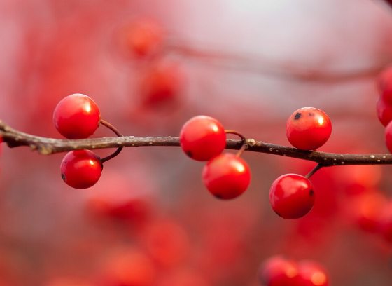 A branch of red berries with a blurred background.
