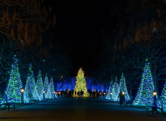 A nighttime landscape with faux trees lit in blue christmas lights alongside a paved path.