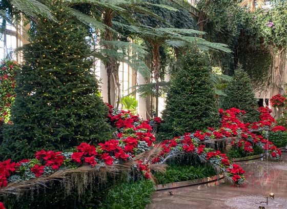 Several evergreen trees decorated for Christmas in white lights and red plants.