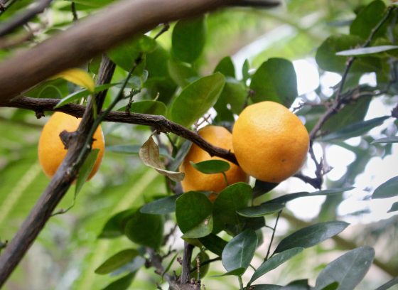Three oranges growing on a tree.