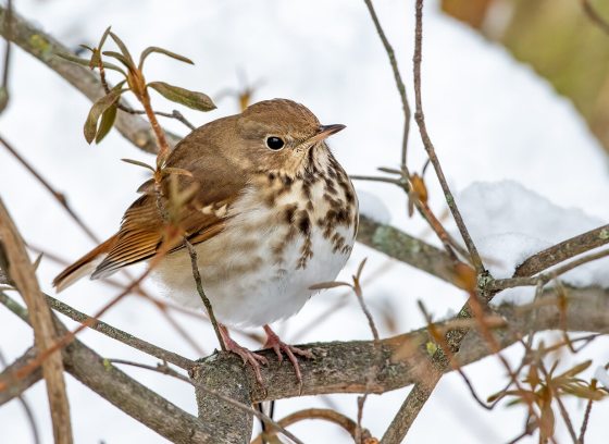 A white and brown bird on a branch in a winter landscape.