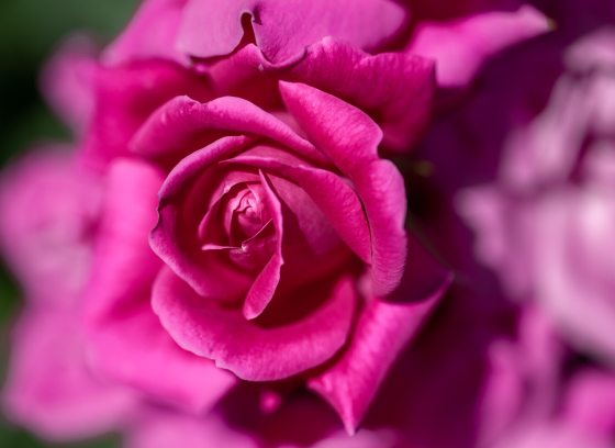 A close up image of a pink rose.