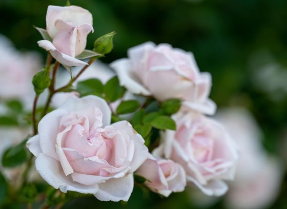 A rose bush in bloom with light pink roses.