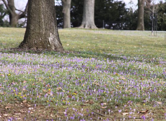 A large are of grass with purple crocuses beginning to bloom throughout.
