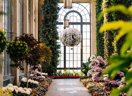 A white chrysanthemum basket hangs in front of an arched conservatory window, above an indoor walkway lined with pink and white spiral chrysanthemum forms and other plantings.