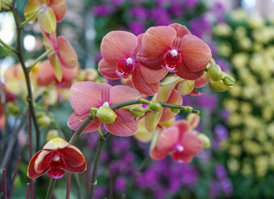 A close up of a peach colored orchid with a blurry background of yellow and purple plants.