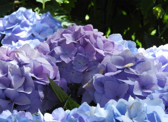 Closeup of large round blue and lavender hydrangea blossoms against  a background of dark green foliage