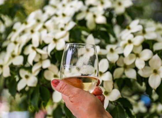 A hand holding a wine glass in front a flowering dogwood tree.