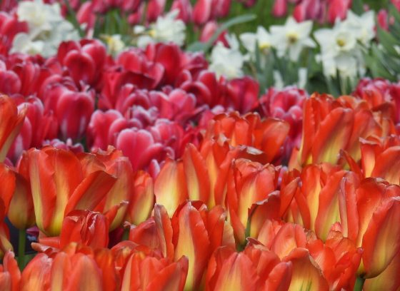 A vaerity of tulips in bloom in shades of orange, pink, and white.