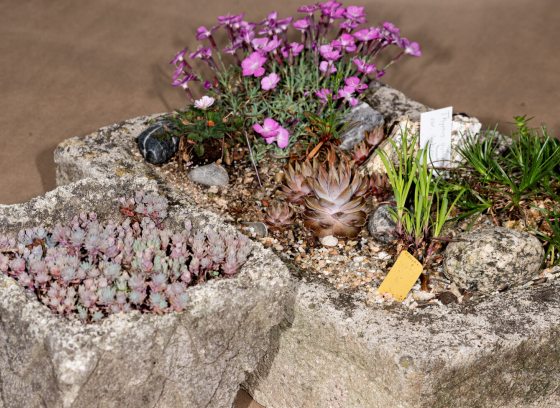 Three stone squares filled with small plants. 