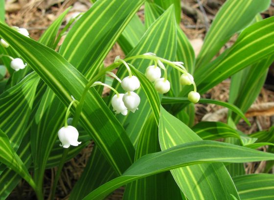 A lily-of-the-valley plant blooming with small white flowers and varigated leaves.