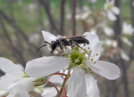 A mason bee sitting atop a white flower on a tree branch.
