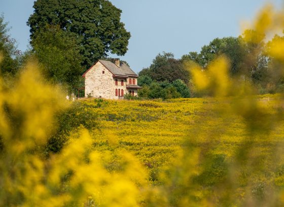 An old stone farmhouse with red shutters sits in the left background, fronted by yellow meadow flowers and foliage.