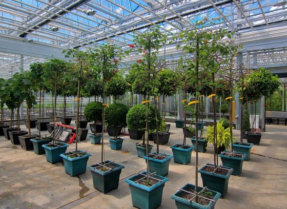 Plants and tree lined up in an indoor glass nursery.