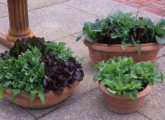 Three terra cotta planters filled with lettuce and herbs.