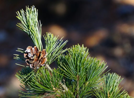 A branch of a pine tree with a small pinecone at the end.