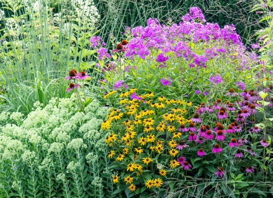 A mixture of summer flowers including white sedum, purple coneflower and black eyed susan