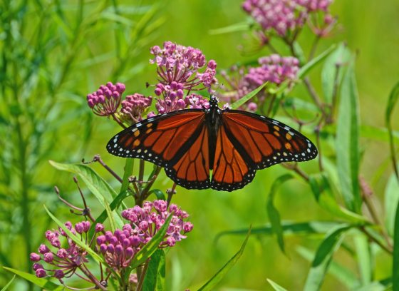 Closeup of an orange and black butterfly with wings outspread, resting on a meadow plant with umbels of mostly yet-to-open pink buds.