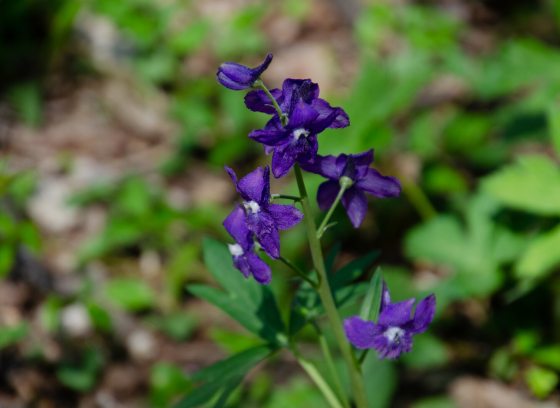 Larkspur, a purple flower bloom with long stem growing in a garden.