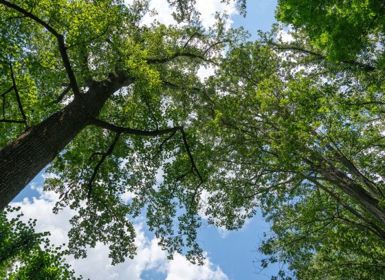 From the ground, looking up at two tall trees and their canopies, set against a blue sky.