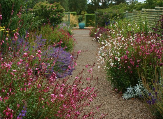 A late summer garden featuring tall colorful plantings on either side of a tan pathway.