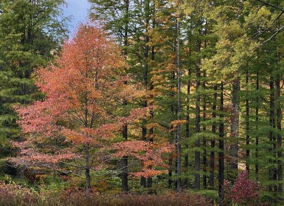 A fall scene of a forest with the leaves changing to reds and yellow.