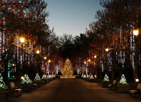 Outdoor Christmas lights and decorated trees aligning a path at Longwood Gardens.