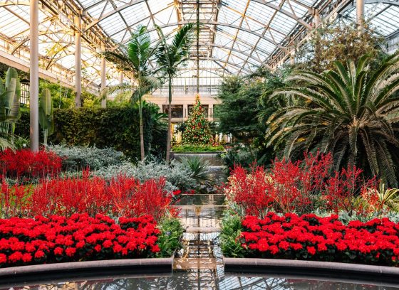 The inside of the Longwood Conservatory decorated and planted for Christmas.