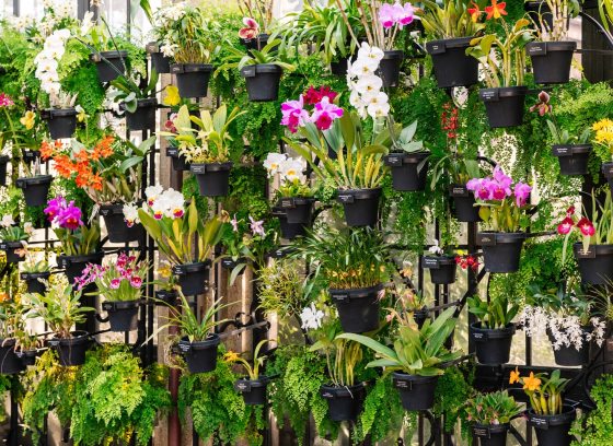 A wall full of pots of orchids at Longwood Gardens.