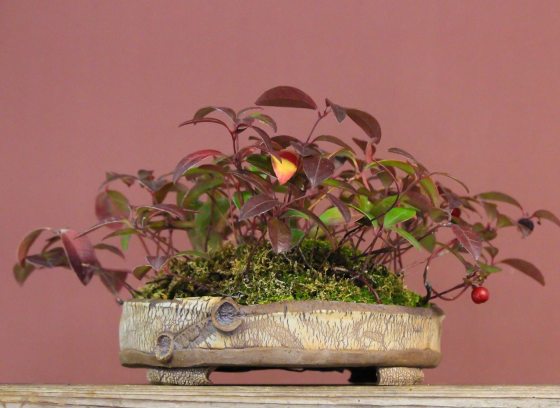 A potted plant in a beige rectangular pot, set against a mauve wall.