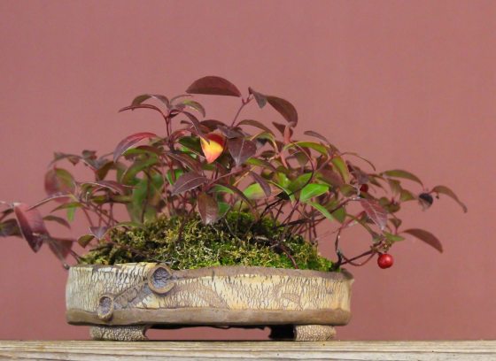 A potted plant in a beige rectangular pot, set against a mauve wall.