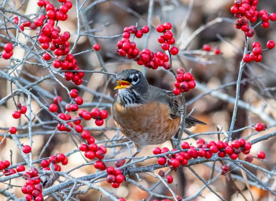 A brown and gray bird perched in a shrub with red berries. 