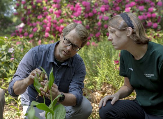 Two people squatting down examining a plant. 