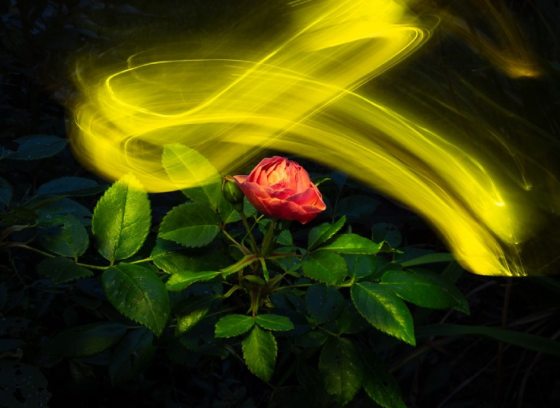 A single rose set against a black background with a wave of yellow light above it.