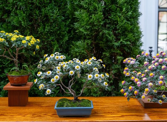 Three bonsai chrysanthemums on a wooden display table against a backdrop of evergreens and a large window to the right, in an indoor conservatory.