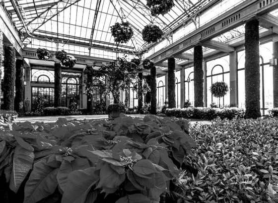 The inside of the Longwood Conservatory during Christmas in black and white.