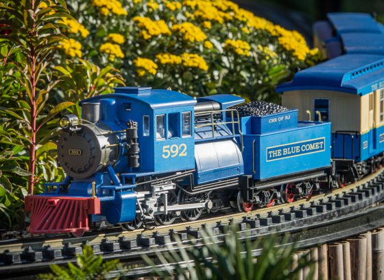 Closeup of a bright blue model train engine, Number 592, The Blue Comet, on railway tracks through a garden planted with yellow chrysanthemums.