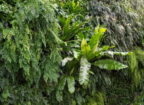 A variety of plants displays on a green wall.