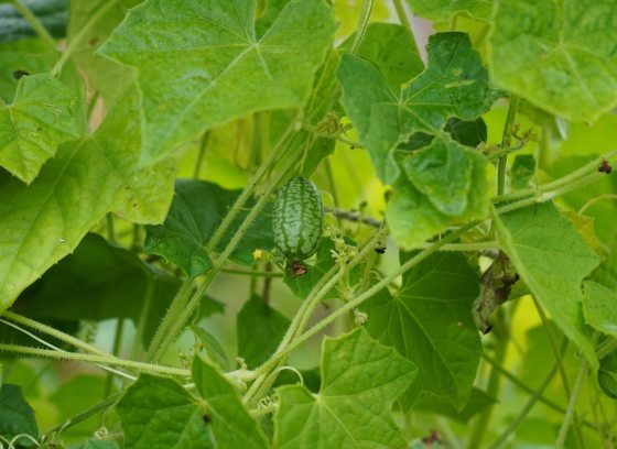 A small cucumber looking melon growing on a vine.