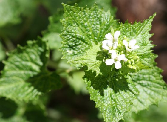 The invasive plant alliaria, a green star-like leaft with small white flowers.
