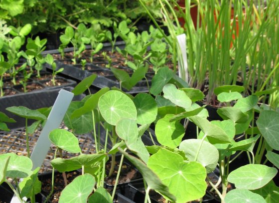 Trays of vegetable seedlings.