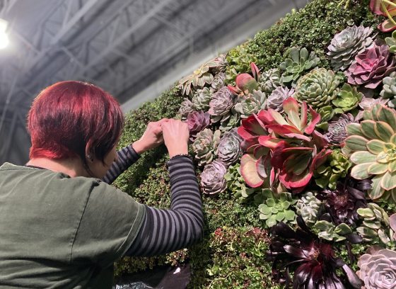 A pesron working on a large succlulent green wall. 